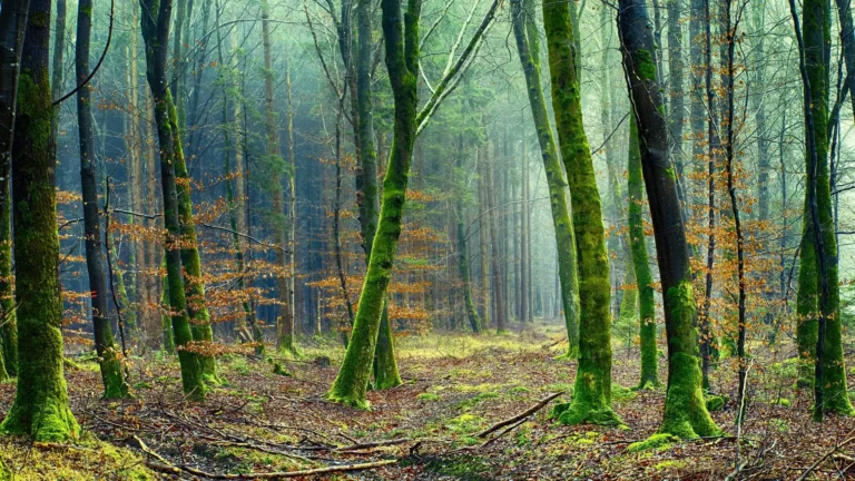 Environmental conservation Sustainable Tourism Europe