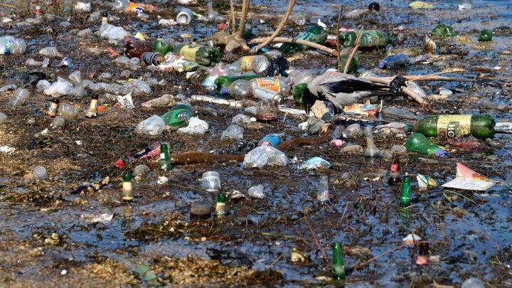 environmental impact