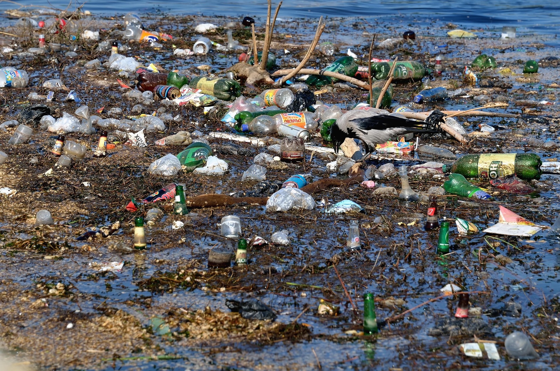 environmental impact